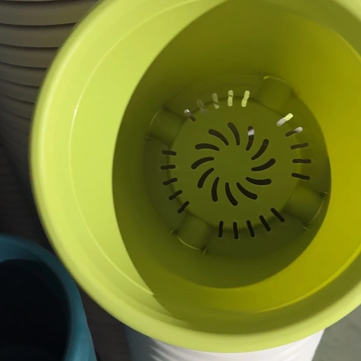 四季5号果绿无托10个特价微瑕