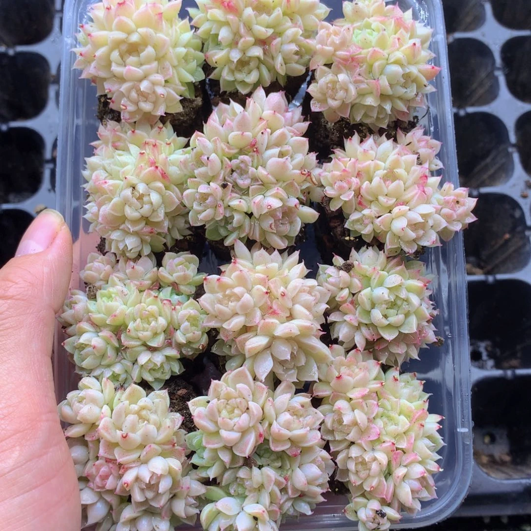 反反复复还是很开心的031