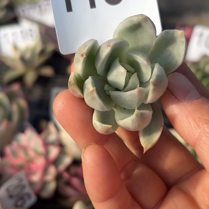 头盖锦多肉植物满18包邮当场凑单不满单隔天发顺丰到付