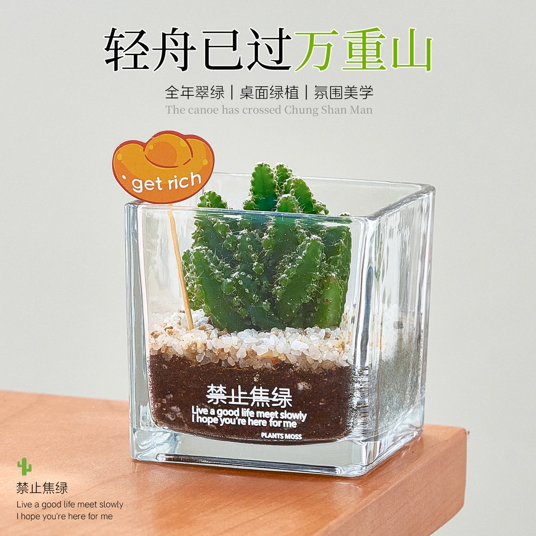 万重山仙人掌多肉植物小盆栽室内桌面办公室工位绿植懒人好养礼物