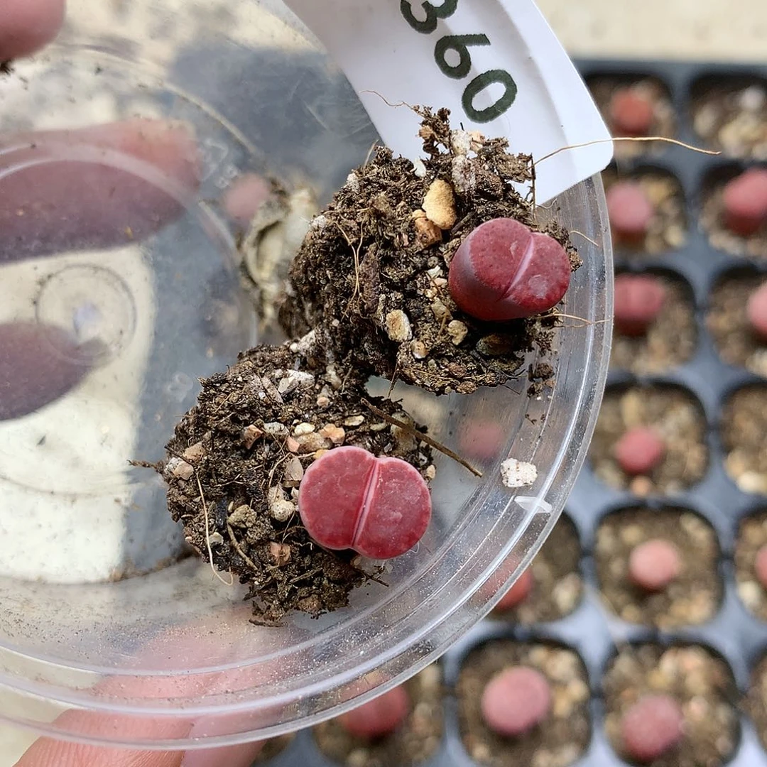独****E360多肉植物保护