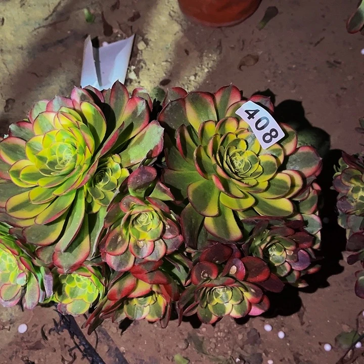 408奶白宽锦多肉植物处理不售后