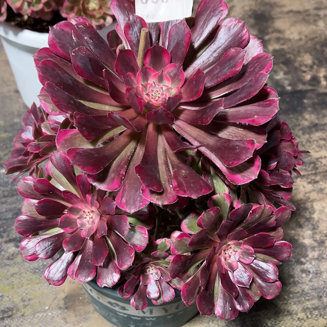 069霁月多肉法师植物