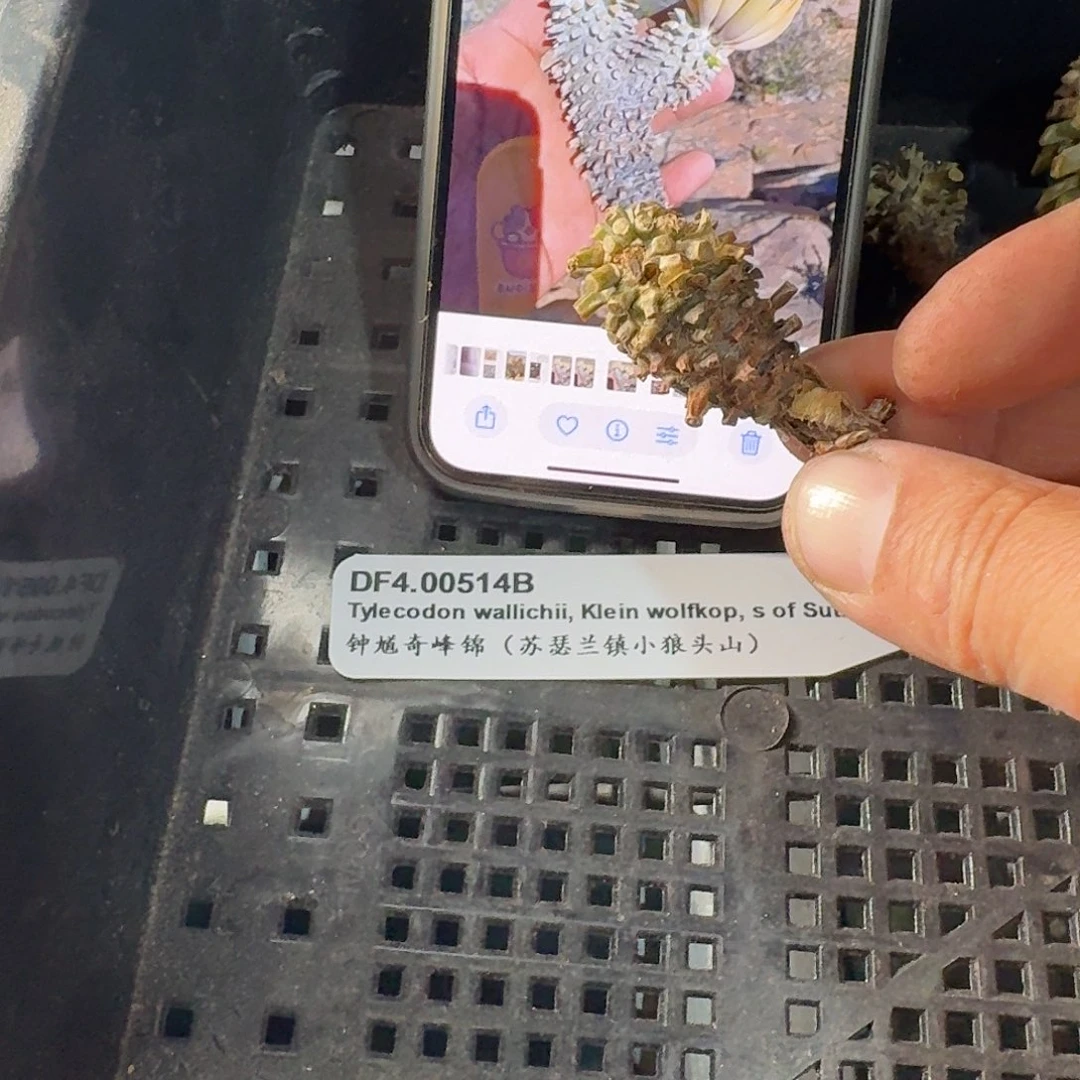 苏瑟兰钟馗奇峰锦一个