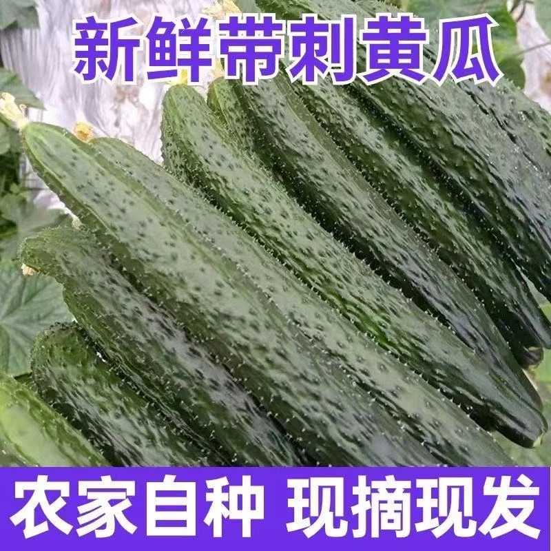 新鲜黄瓜蔬菜脆甜多汁夏日清凉必备农家新鲜黄瓜