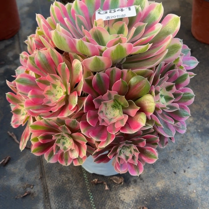 瑞妈多肉植物841女巫