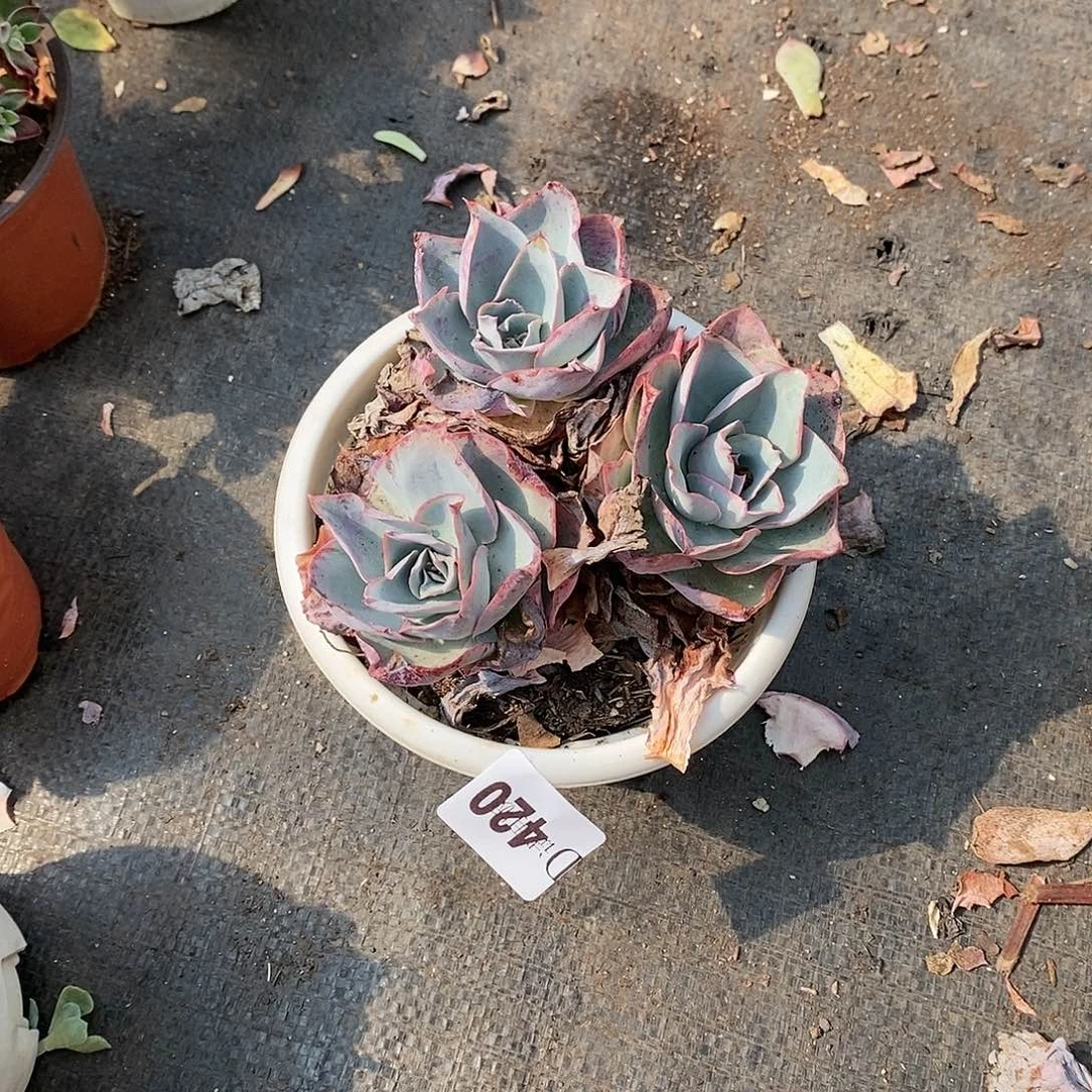 萍**逢420达芬奇多肉植物