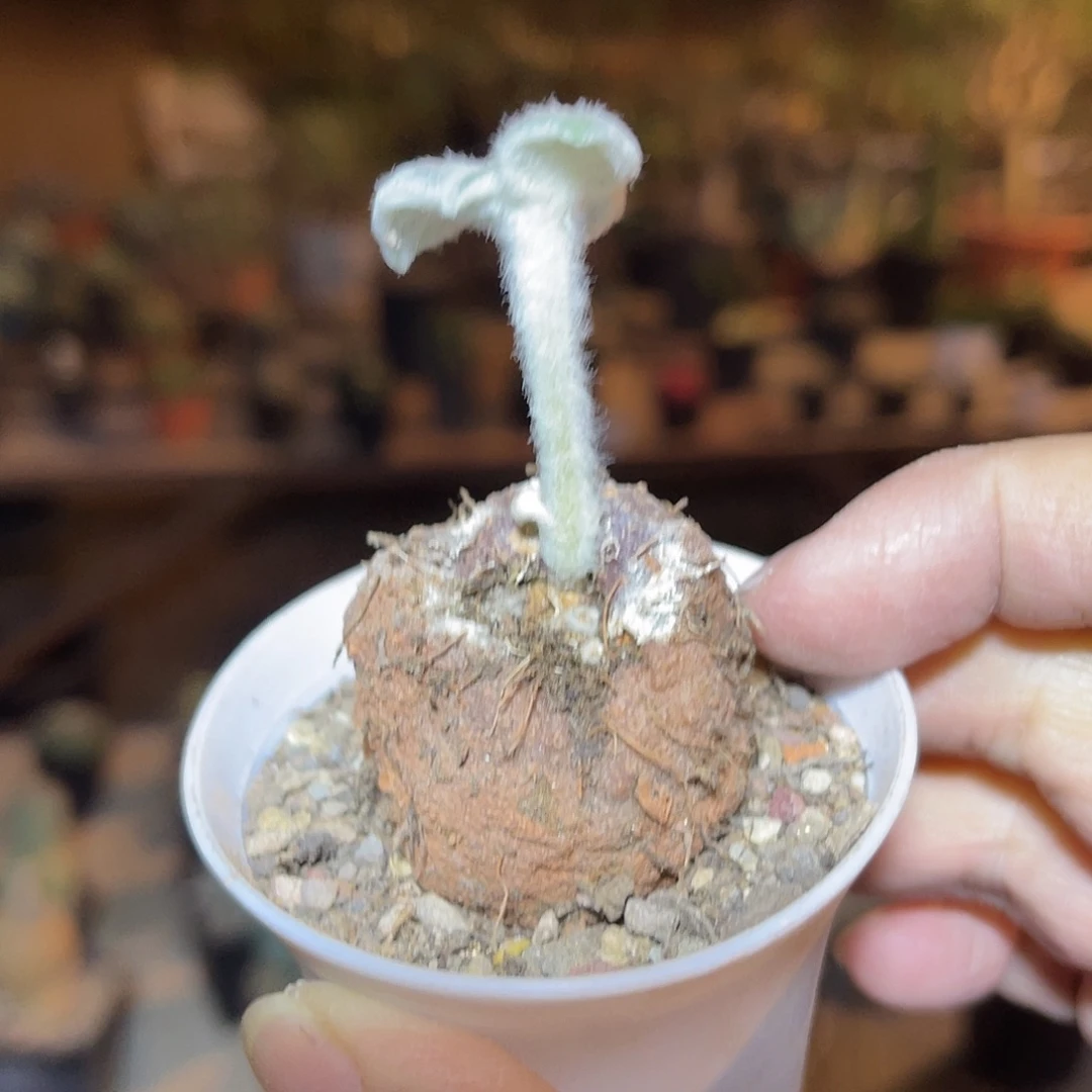 实生断崖女王一物一拍