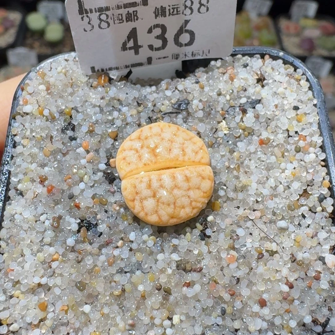 Sss清货便宜出436