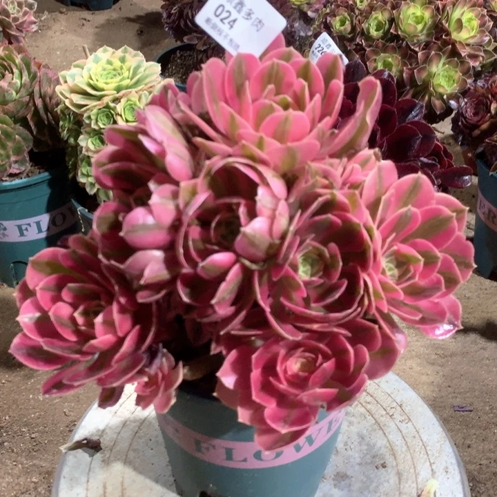 024粉女巫多肉植物