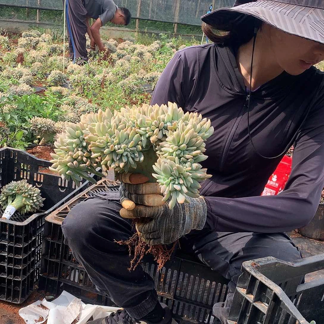 一物一拍淡雪缀 221