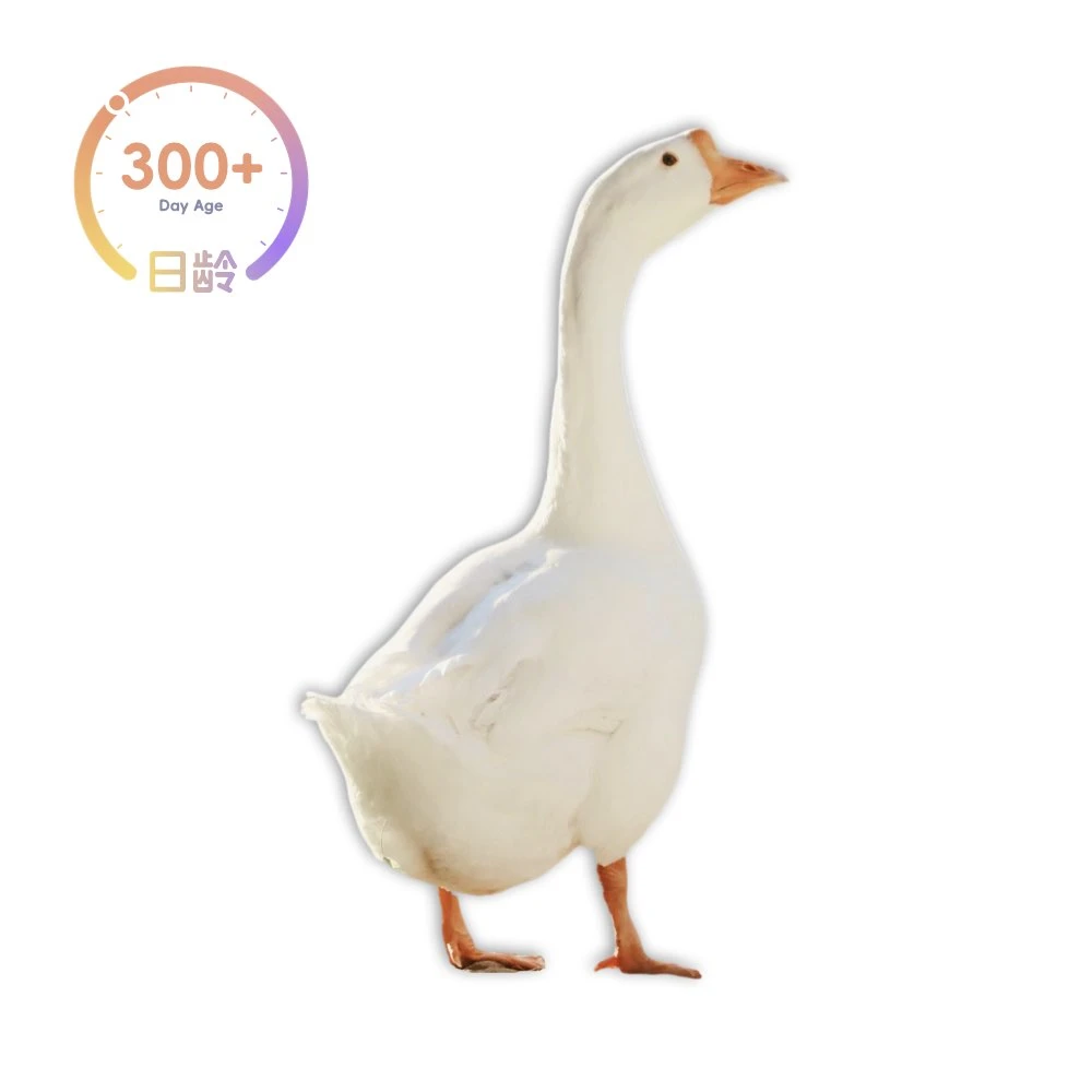 【顺丰】农家大白鹅8～10斤可选稻田生态散养400天以上活禽现杀炖汤