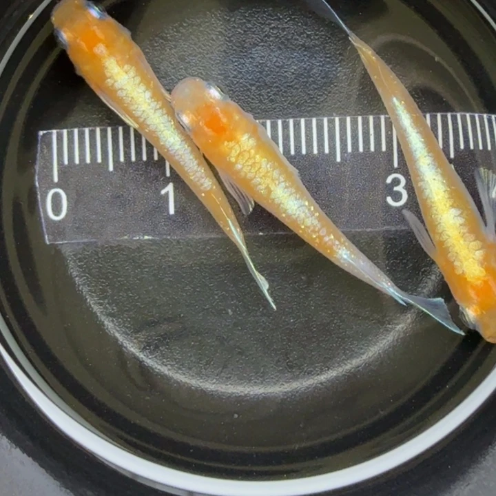 青鳉鱼红白赤壁1号