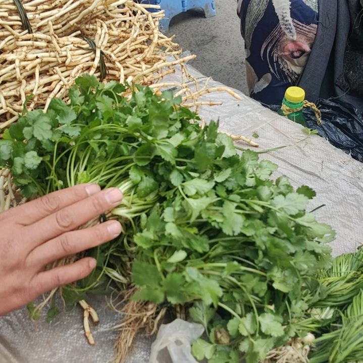 中国大陆董地香菜1.5斤