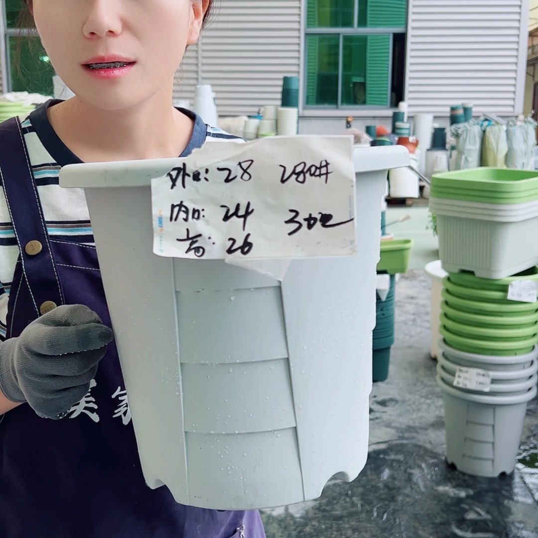 玫瑰280#灰白5个无托