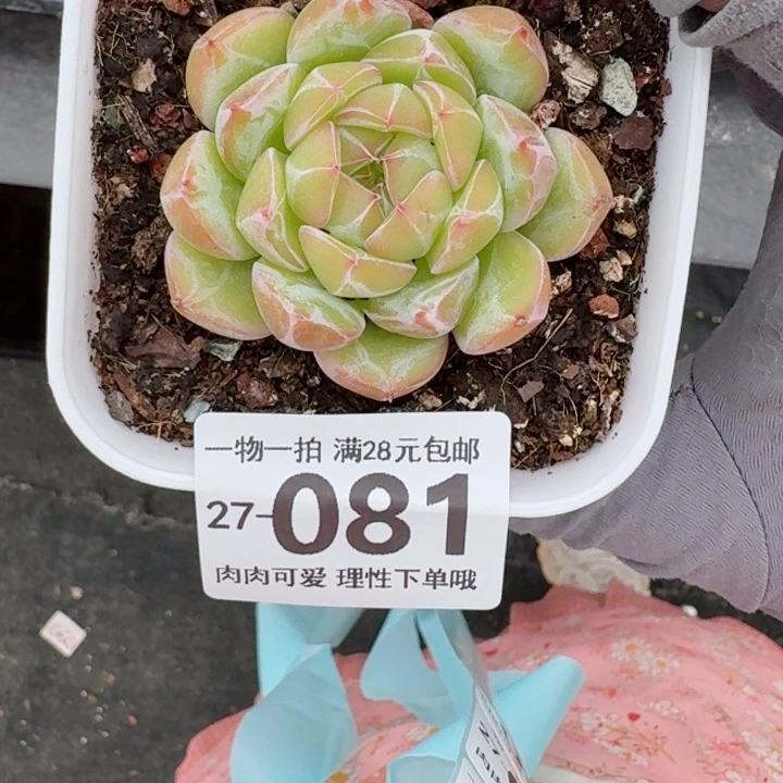 雪花珍妮无盆土无盆土发货无