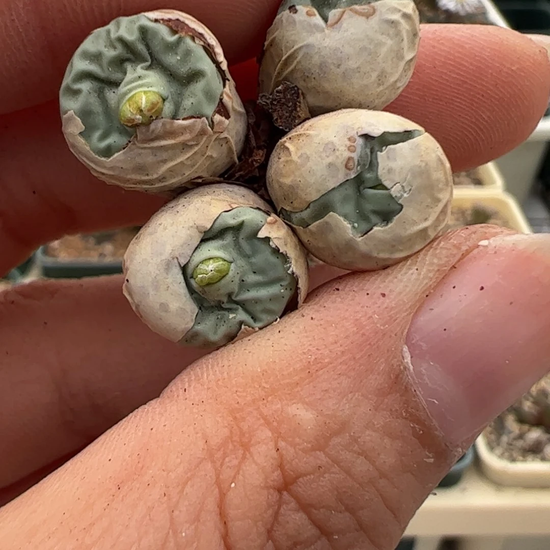 188 好看的肉锥冲冲冲