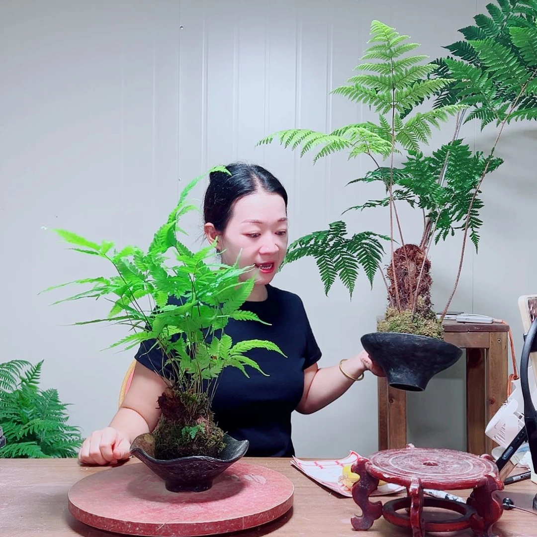 无花朵金丝虹鳞蕨