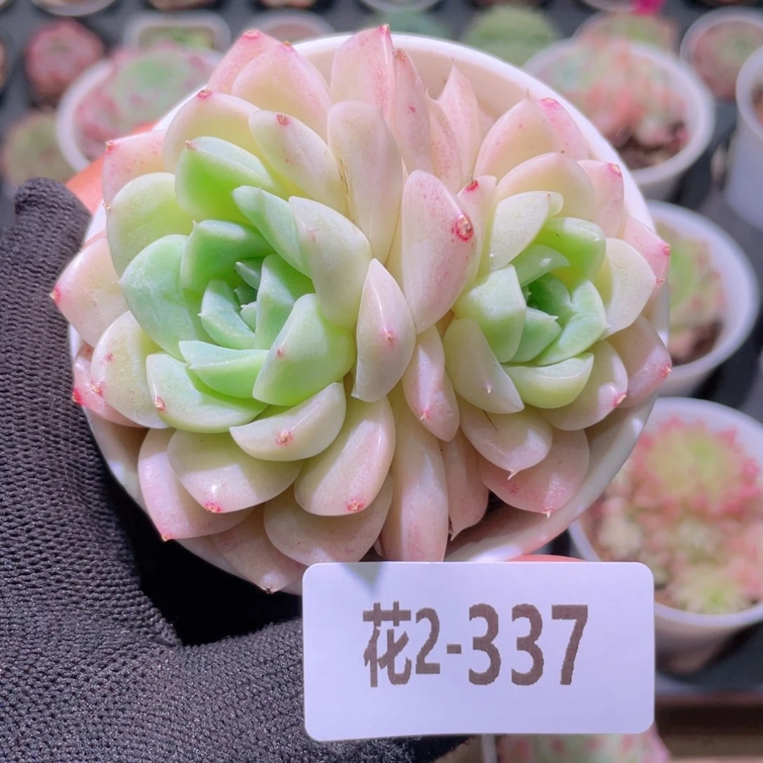 花利美2-337白冰雪