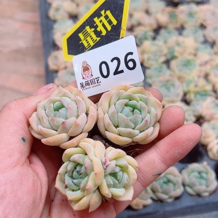 多肉植物多肉植物