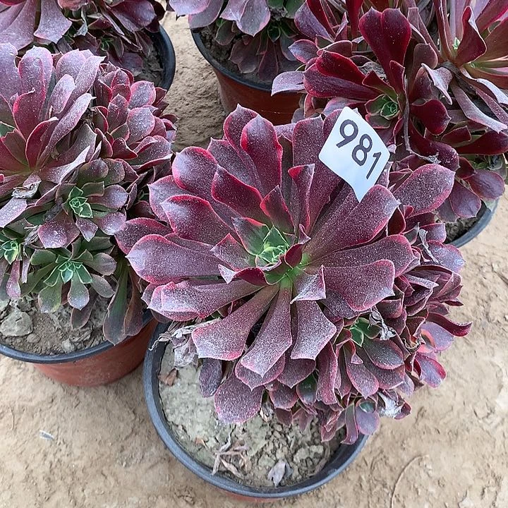 无花朵981金丝缺北随机发