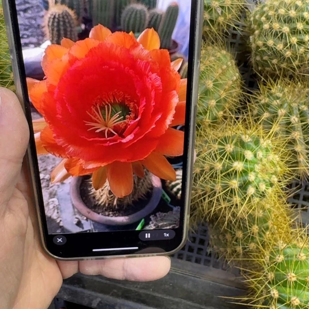 381毛花柱荣光歪无根侧牙5公分左右，20包邮