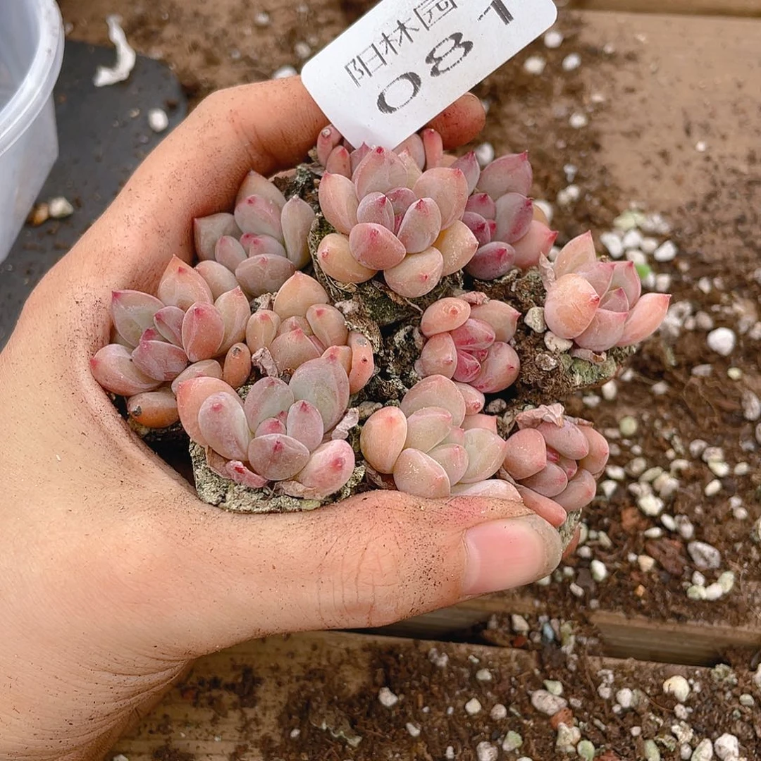 多肉植物多肉植物81