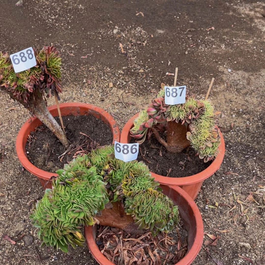 多肉植物组合687、688、686