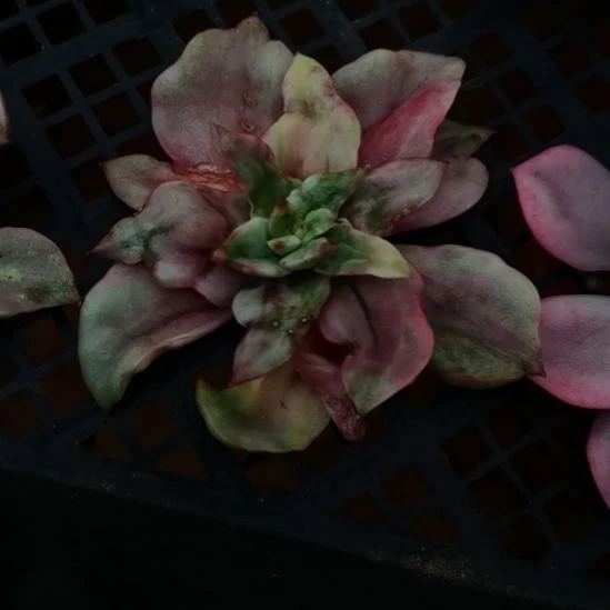 翠花超白锦东云家里的