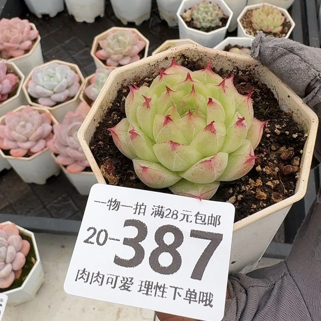 莲华无盆土发货无