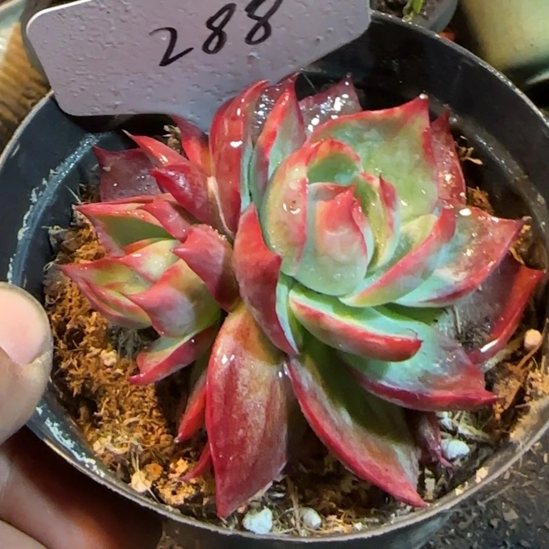 惊鸿一物一拍包装收缩花旱288