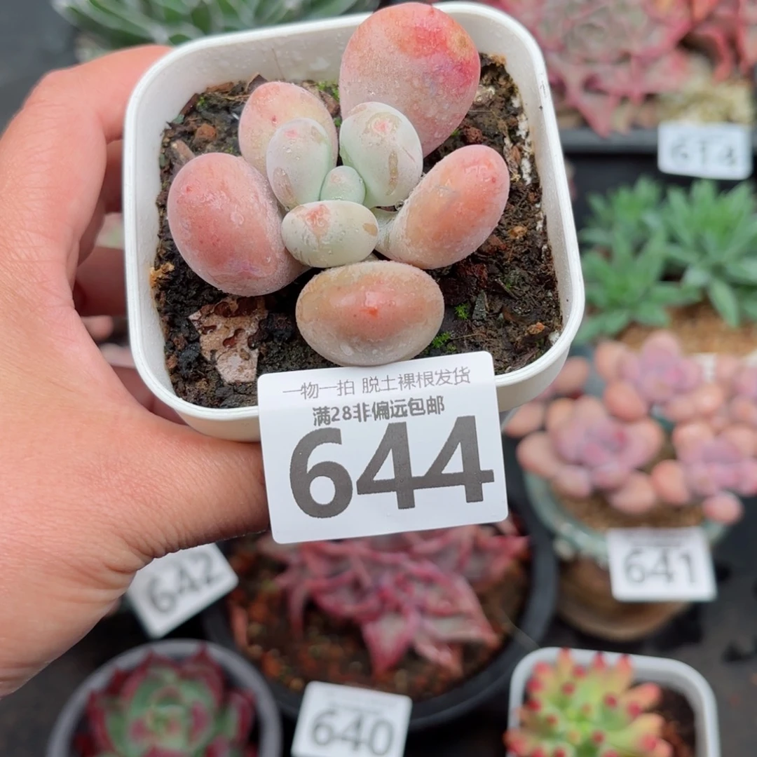 大叶奶无盆土发货