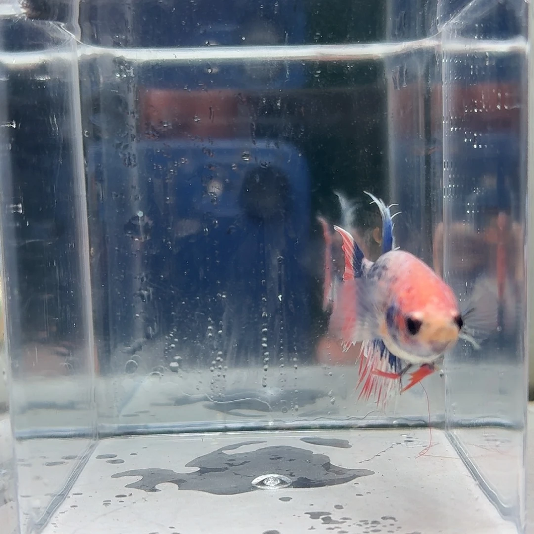 斗鱼泰国斗鱼直播20