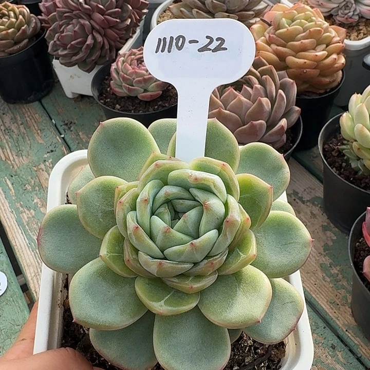 1110-22新品1111111