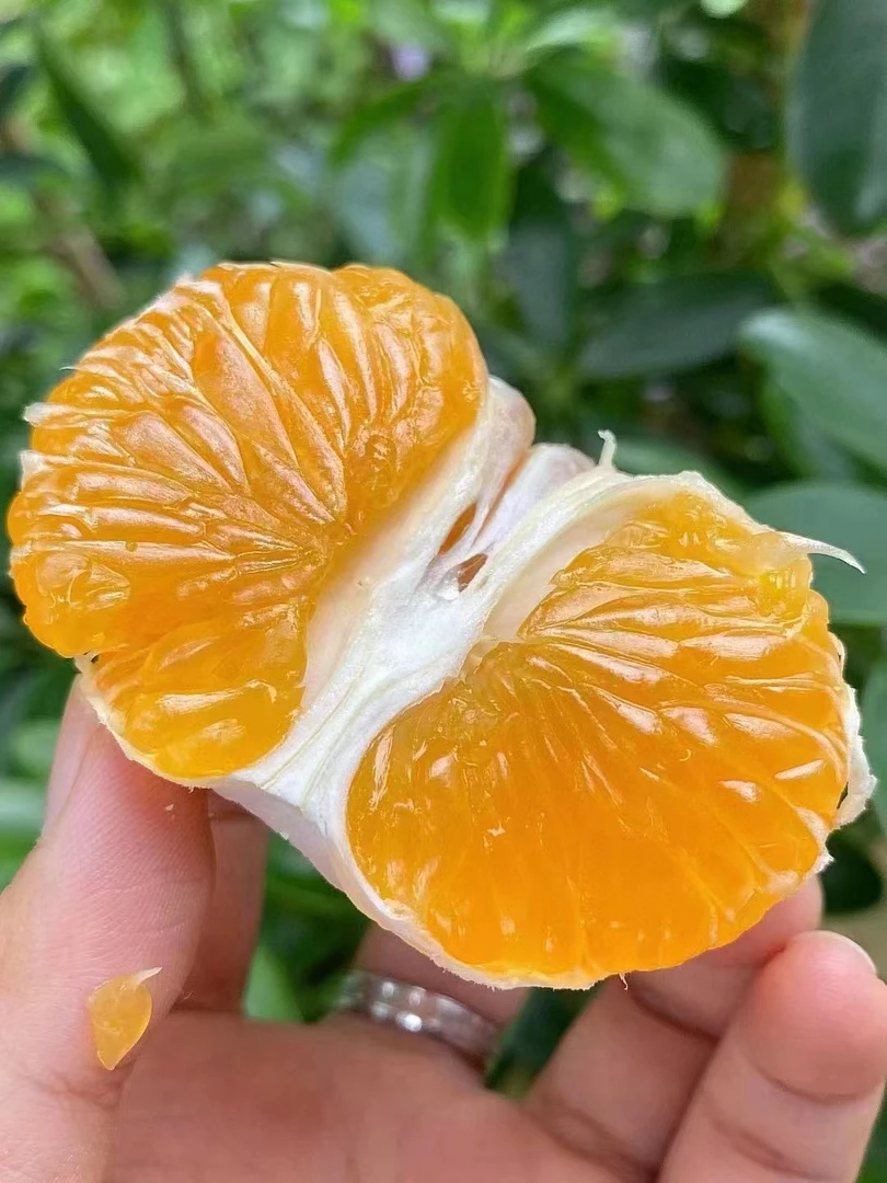 【海岛大丰桔子】新鲜橘子青皮蜜桔皮薄多汁酸甜爽口现摘现发无籽