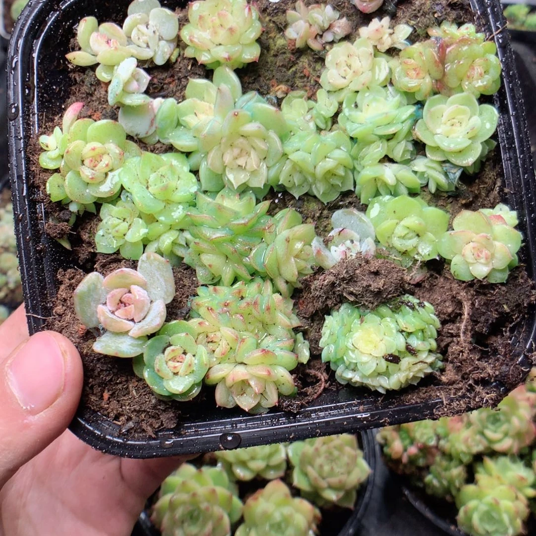 无花朵Q120yyyyyttttt