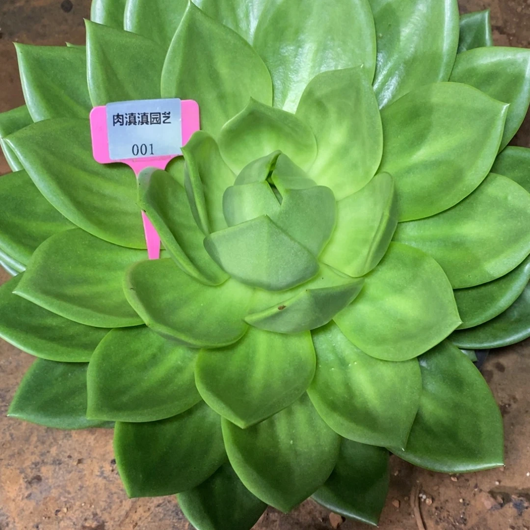 x001-多肉植物 翠花