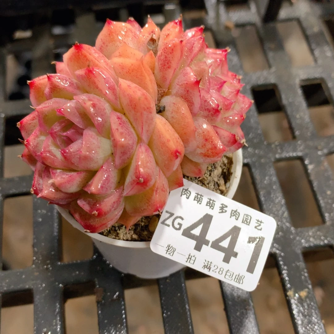 肉萌萌拇指盆精控多肉ZG441