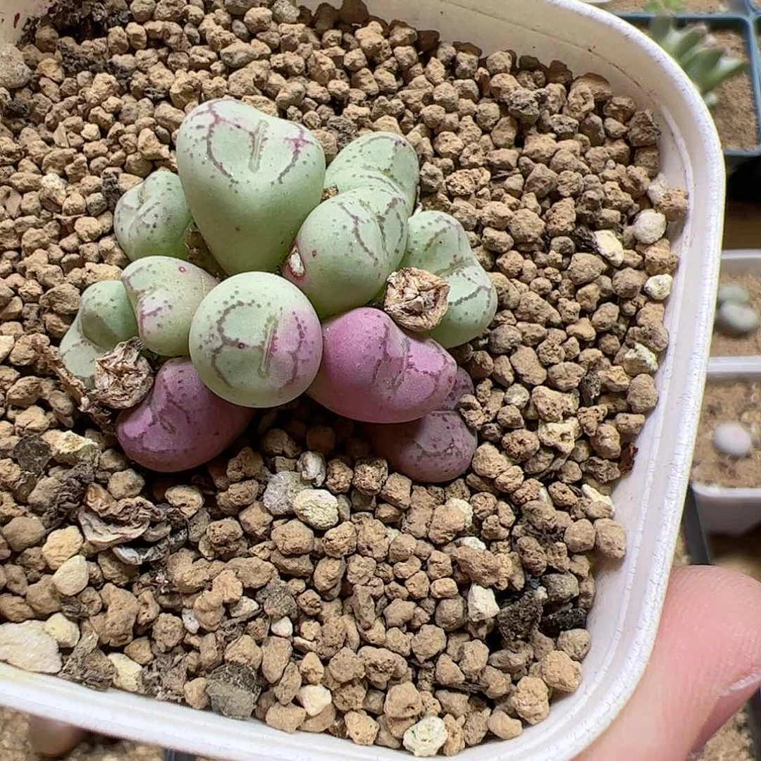 【闪购商品】253 秒