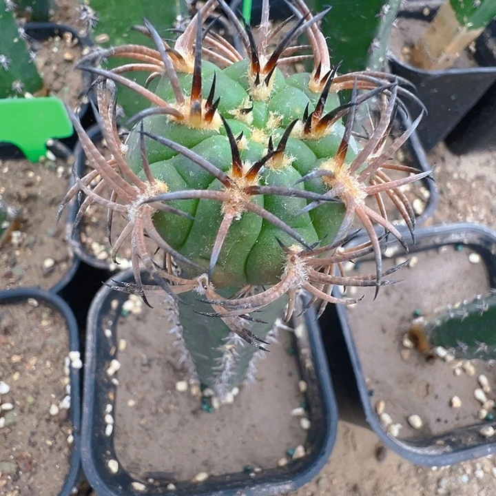 环纹刺阵太刀。  苗接。