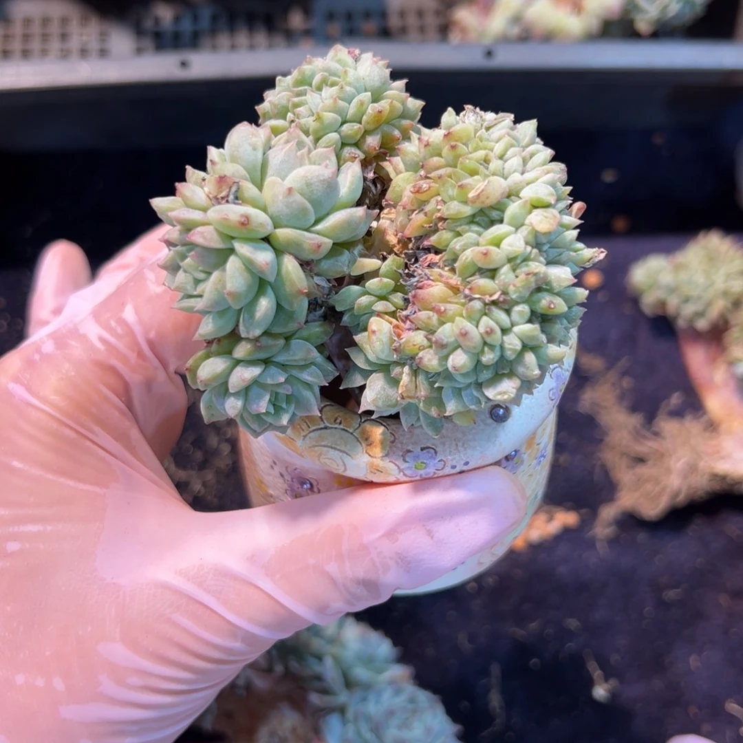 新年快乐 新年快乐 新年快乐