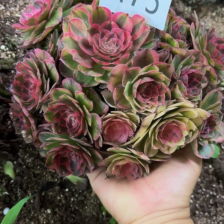 多肉植物海神475个