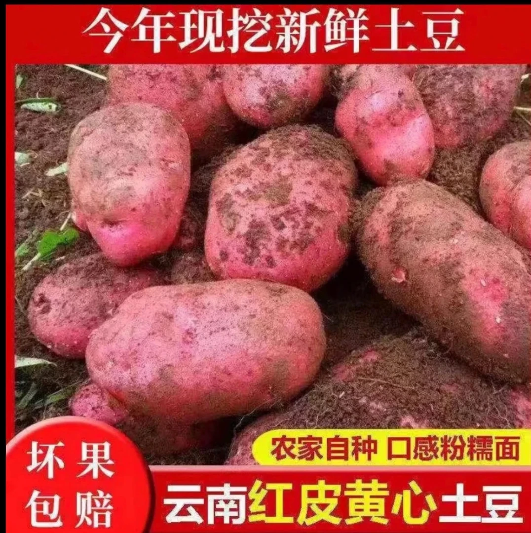 云南红皮黄心土豆新鲜现挖洋芋农家自种高原蔬菜马铃薯土豆红土豆