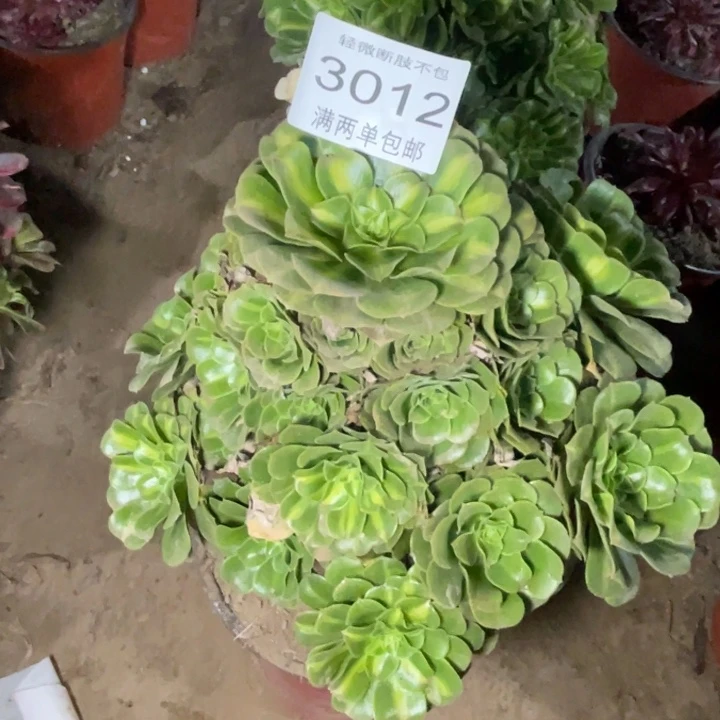 媛***凉3012琉璃的的的多肉