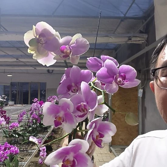 完全开放玉玲珑蒙娜丽莎粉钻三棵花后
