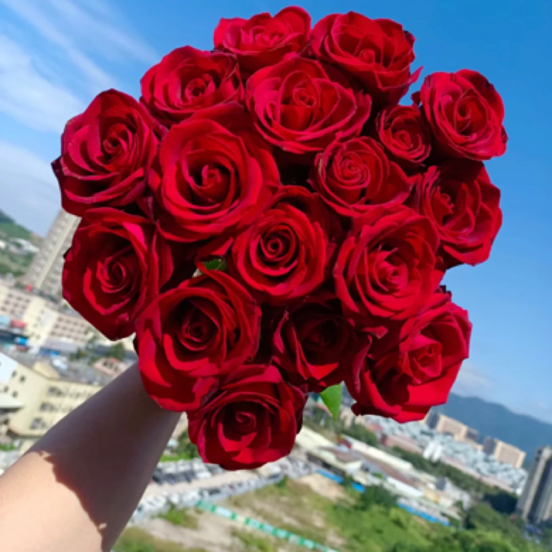 家居花   5支红玫瑰