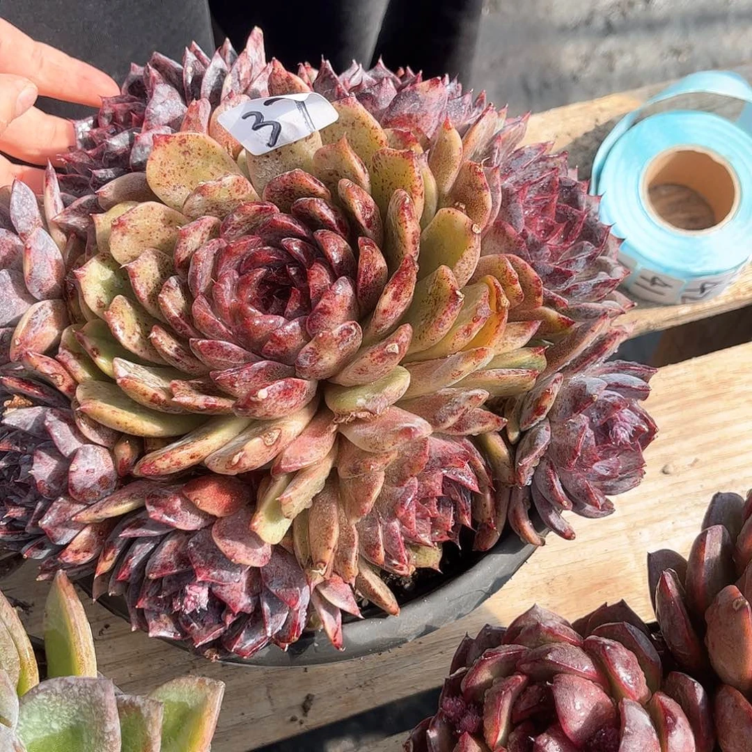 乖*37号卡杂多肉植物000