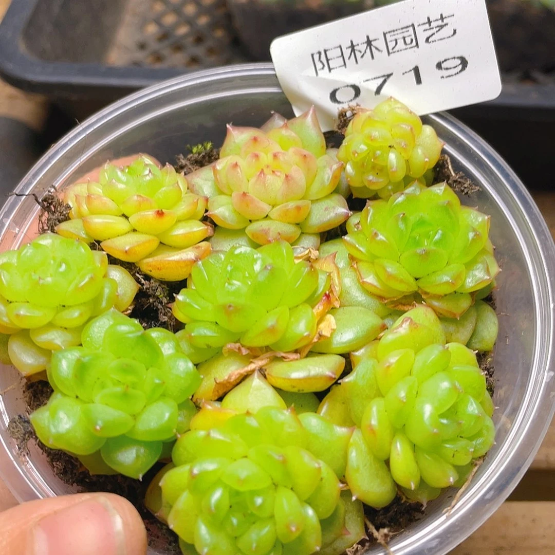 多肉植物多肉植物719