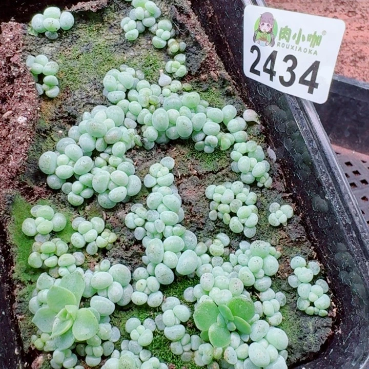 多肉植物多肉植物