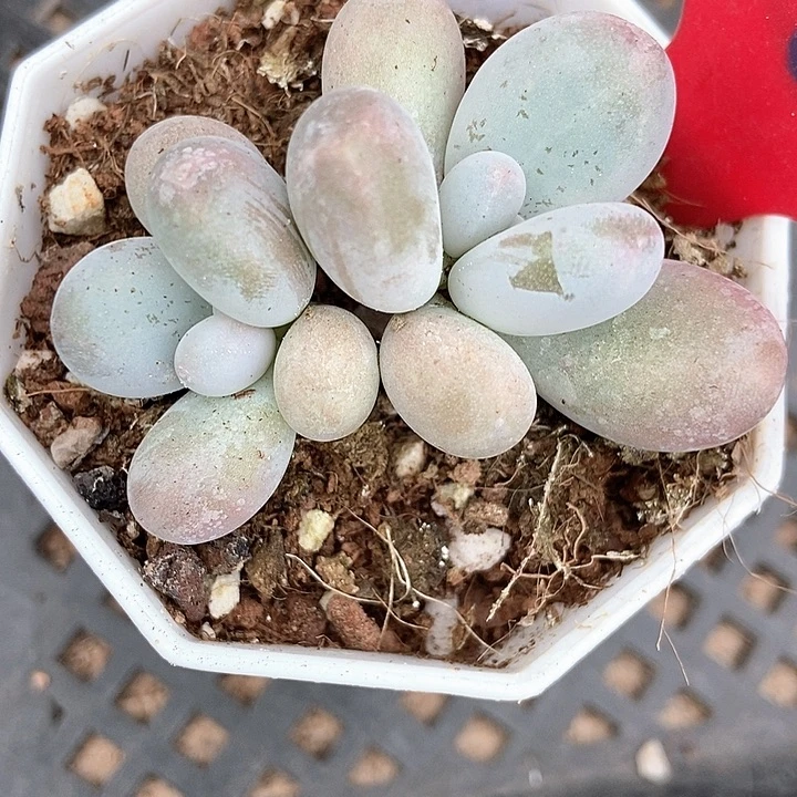 多肉植物蛋黄奶967